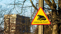 Pfostenbild