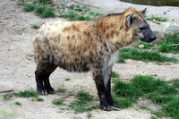 Pfostenbild