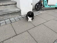 Pfostenbild