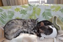 Pfostenbild