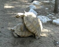 Pfostenbild