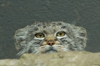 Pfostenbild