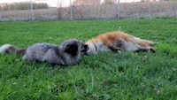 Pfostenbild