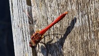 Pfostenbild